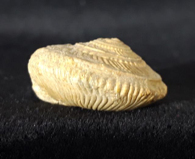 Obornella plicopunctata (DESLONGCHAMPS 1849) - Bild © FossNet FossilienStore